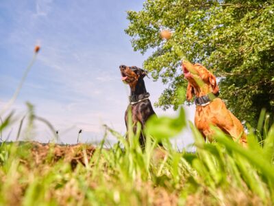 /assets/images/7/werbung-am-inn_fotografie_hundeschule15-s8xwpa0ynqqf8e4.jpg