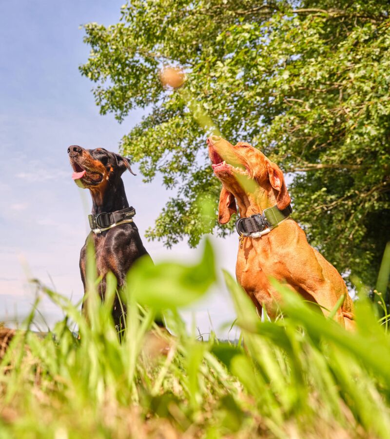 /assets/images/a/werbung-am-inn_fotografie_hundeschule_20-vg7cdkyn1n3848p.jpg