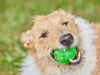 /assets/images/r/werbung-am-inn_fotografie_hundeschule02-6ka5jzmfkydpvj8.jpg