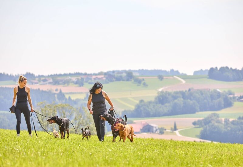 /assets/images/s/werbung-am-inn_fotografie_hundeschule12-2sjhj6xsymgfr33.jpg